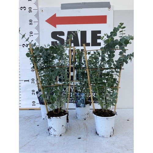 Lot 35        