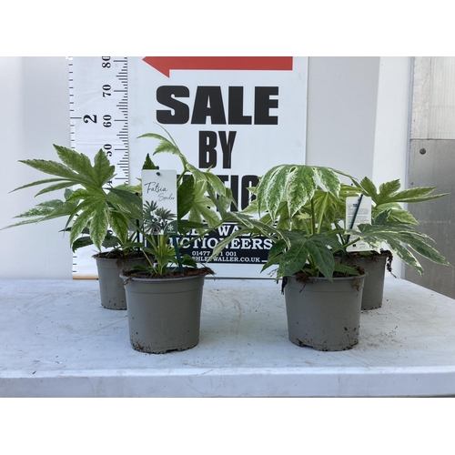 Lot 38        