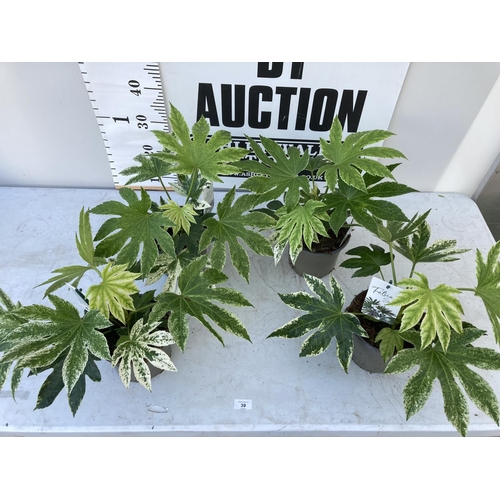 Lot 39        