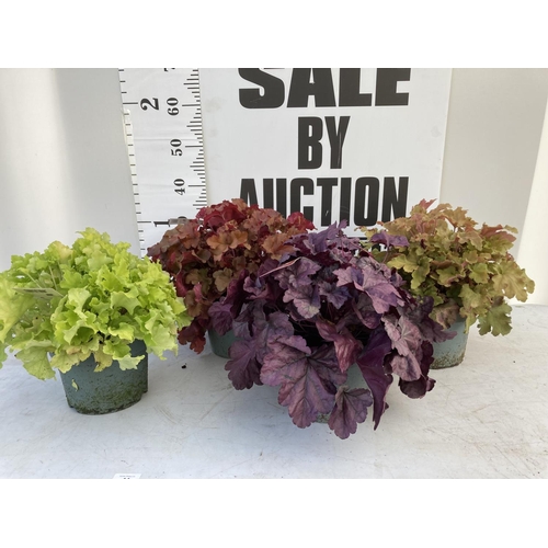 Lot 44        