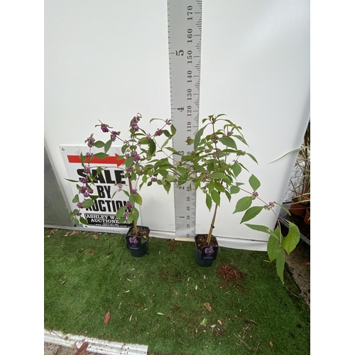 Lot 5         