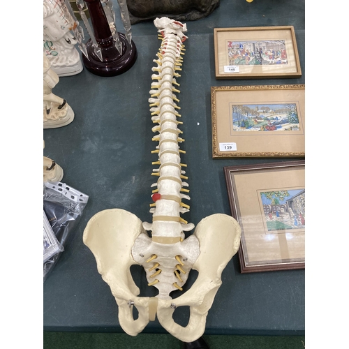 141 - A MEDICAL ORTHOPEDIC  SPINE