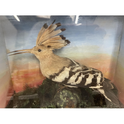 32 - A CASED TAXIDERMY EURASIAN HOOPOE BIRD