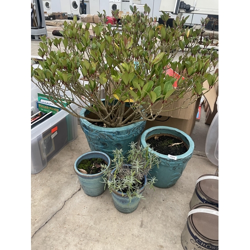 2004 - FOUR VARIOUS SIZED LIGHT BLUE GLAZED PLANTERS WITH THE LARGEST CONTIANING A SHRUB