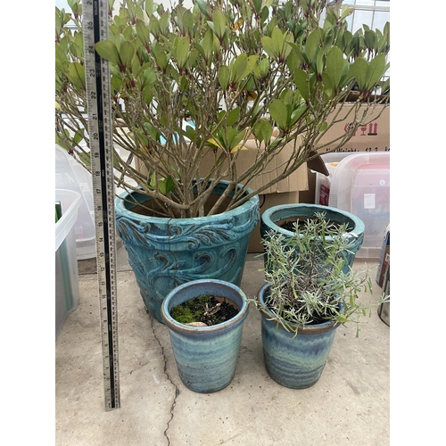 2004 - FOUR VARIOUS SIZED LIGHT BLUE GLAZED PLANTERS WITH THE LARGEST CONTIANING A SHRUB