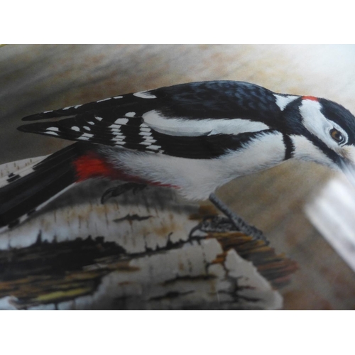 336 - NIGEL ARTINGSTALL (BRITISH BORN 1963) 'GREAT SPOTTED WOODPECKER', WATERCOLOUR, SIGNED LOWER RIGHT, 2... 