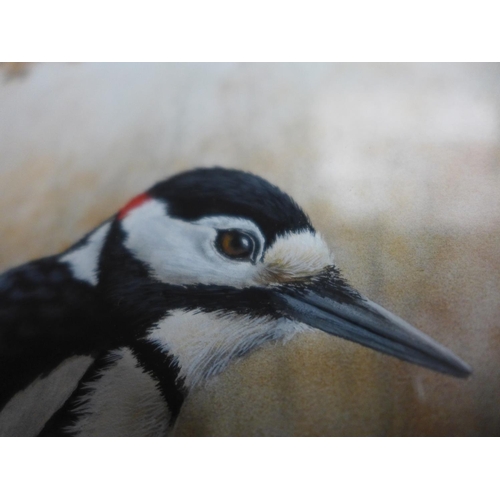 336 - NIGEL ARTINGSTALL (BRITISH BORN 1963) 'GREAT SPOTTED WOODPECKER', WATERCOLOUR, SIGNED LOWER RIGHT, 2... 