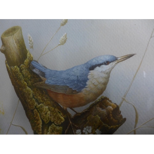 337 - DAVID ANDREWS (BRITISH 20TH/21ST CENTURY) RED BREASTED NUTHATCH, WATERCOLOUR, SIGNED LOWER LEFT, 35 ... 