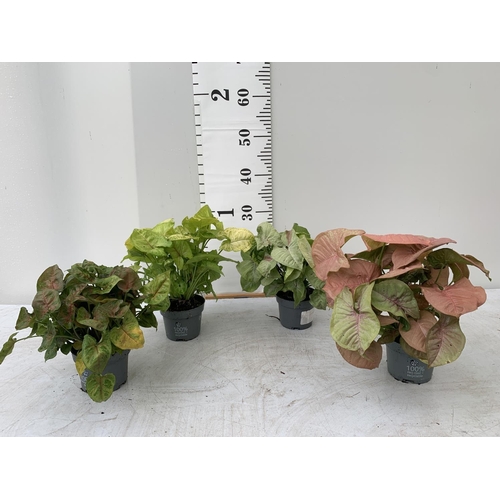 FOUR SYNGONIUM ARROWHEAD PLANTS + VAT TO BE SOLD FOR THE FOUR