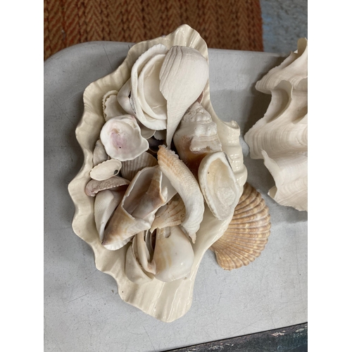 249 - A COLLECTION OF DECORATIVE SEA SHELLS