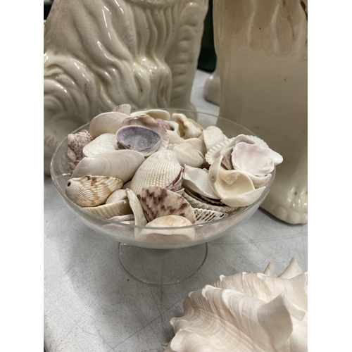 249 - A COLLECTION OF DECORATIVE SEA SHELLS