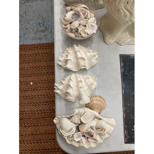 249 - A COLLECTION OF DECORATIVE SEA SHELLS