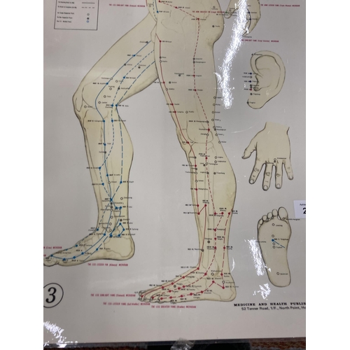 256 - A VINTAGE MEDICAL WALL CHART