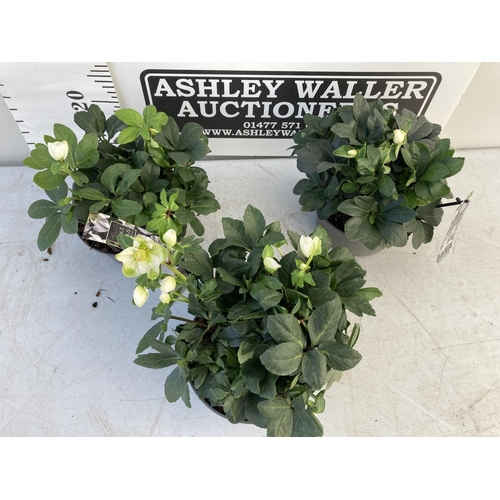 0 - WELCOME TO ASHLEY WALLER HORTICULTURE AUCTION LOTS BEING ADDED DAILY