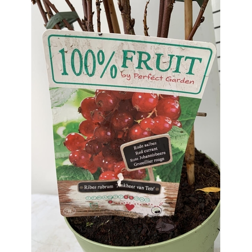 44 - THREE VARIOUS FRUIT BUSHES ON A TRELLIS IN 4 LTR POTS TO INCLUDE RED CURRANT, THORNLESS BLACKBERRY A... 