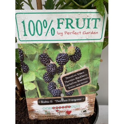 44 - THREE VARIOUS FRUIT BUSHES ON A TRELLIS IN 4 LTR POTS TO INCLUDE RED CURRANT, THORNLESS BLACKBERRY A... 