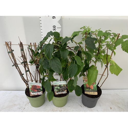47 - THREE VARIOUS FRUIT BUSHES ON A TRELLIS IN 4 LTR POTS TO INCLUDE RASPBERRY, RED CURRANT AND HARDY MI... 