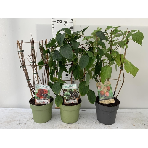 47 - THREE VARIOUS FRUIT BUSHES ON A TRELLIS IN 4 LTR POTS TO INCLUDE RASPBERRY, RED CURRANT AND HARDY MI... 