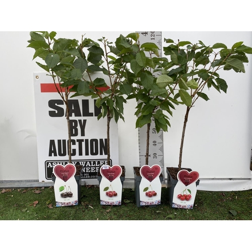 58 - FOUR VARIOUS VARIETY CHERRY TREES (KORDIA, SUNBURST, REGINA) IN 5 LTR POTS NO VAT TO BE SOLD FOR THE... 