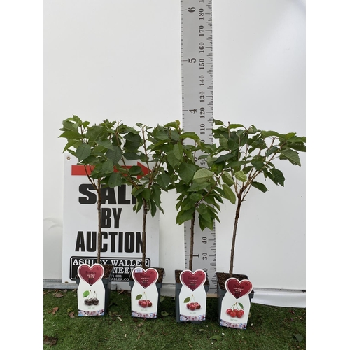 58 - FOUR VARIOUS VARIETY CHERRY TREES (KORDIA, SUNBURST, REGINA) IN 5 LTR POTS NO VAT TO BE SOLD FOR THE... 