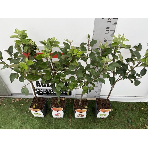 59 - FOUR VARIOUS VARIETY APPLE TREES (SUMMERRED, BRAMLEYS SEEDLING, DISCOVERY) IN 5 LTR POTS NO VAT TO B... 
