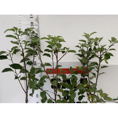 60 - THREE VARIOUS VARIETY APPLE TREES (DISCOVERY, GOLDEN DELICIOUS, BRAMLEYS SEEDLING) IN 5 LTR POTS NO ... 