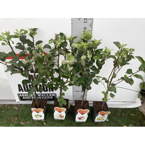 61 - FOUR VARIOUS VARIETY APPLE TREES (BRAMLEYS SEEDLING, GOLDEN DELICIOUS, DISCOVERY, JAMES GRIEVE) IN 5... 