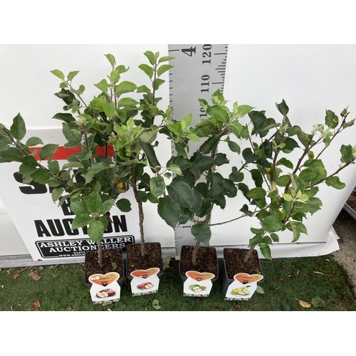 62 - FOUR VARIOUS VARIETY APPLE TREES (SUMMERRED, GOLDEN DELICIOUS, DISCOVERY, BRAMLEYS SEEDLING) IN 5 LT... 