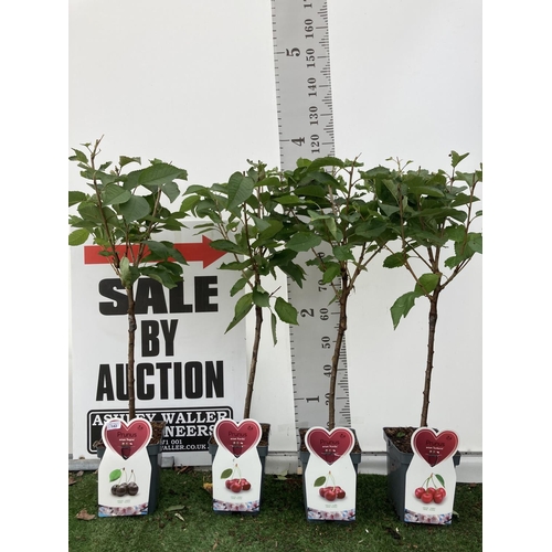 63 - FOUR VARIOUS CHERRY TREES (REGINA, KORDIA AND SUNBURST) IN 5 LTR POTS NO VAT TO BE SOLD FOR THE FOUR