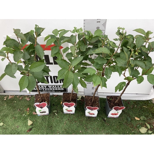 63 - FOUR VARIOUS CHERRY TREES (REGINA, KORDIA AND SUNBURST) IN 5 LTR POTS NO VAT TO BE SOLD FOR THE FOUR