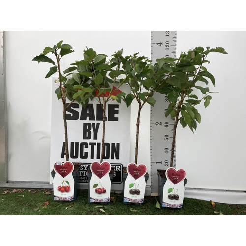 64 - FOUR VARIOUS CHERRY TREES ( SUNBURST, KORDIA, AND TWO REGINA) IN 5 LTR POTS NO VAT TO BE SOLD FOR TH... 