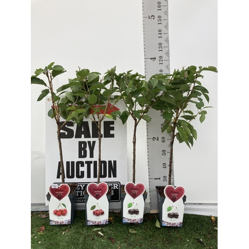 64 - FOUR VARIOUS CHERRY TREES ( SUNBURST, KORDIA, AND TWO REGINA) IN 5 LTR POTS NO VAT TO BE SOLD FOR TH... 