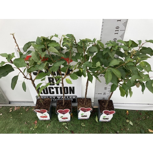 64 - FOUR VARIOUS CHERRY TREES ( SUNBURST, KORDIA, AND TWO REGINA) IN 5 LTR POTS NO VAT TO BE SOLD FOR TH... 