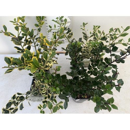 66 - FOUR ASSORTED VARIETIES OF ILEX AQUIFOLIUM GOLDEN KING, BLUE PRINCE, ARGENTEA MARGINATA IN 2 LTR POT... 