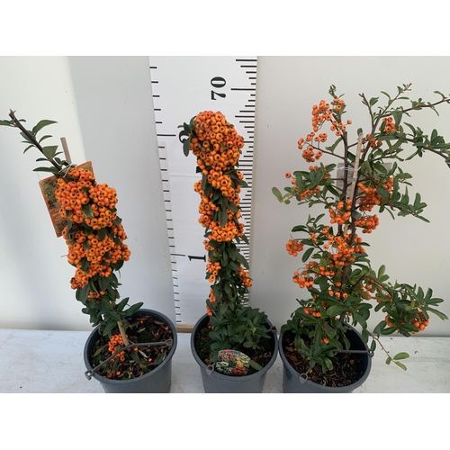 67 - THREE PYRACANTHA SUNNY STAR IN 3 LTR POTS + VAT TO BE SOLD FOR THE THREE