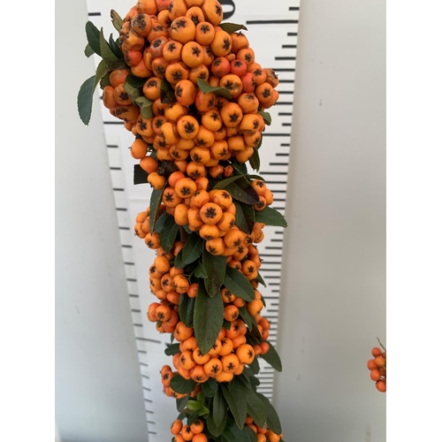 67 - THREE PYRACANTHA SUNNY STAR IN 3 LTR POTS + VAT TO BE SOLD FOR THE THREE