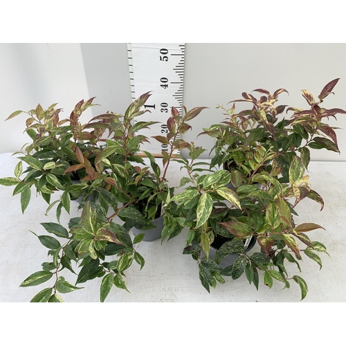 70 - FOUR LEUCOTHOE RAINBOW PLANTS + VAT TO BE SOLD FOR THE FOUR