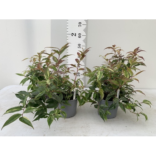 70 - FOUR LEUCOTHOE RAINBOW PLANTS + VAT TO BE SOLD FOR THE FOUR