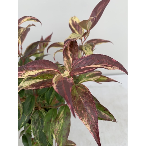 70 - FOUR LEUCOTHOE RAINBOW PLANTS + VAT TO BE SOLD FOR THE FOUR