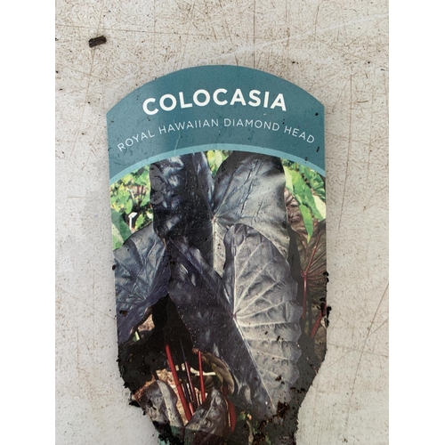 105 - THREE COLOCASIA ELEPHANTS EARS PLANTS + VAT TO BE SOLD FOR THE THREE