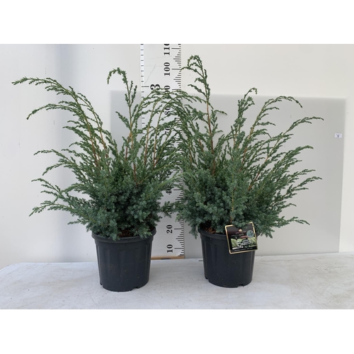 75 - TWO JUNIPERUS CHINENSIS BLUE ALPS IN C8 POTS 110CM TALL + VAT TO BE SOLD FOR THE TWO