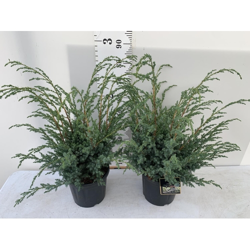 75 - TWO JUNIPERUS CHINENSIS BLUE ALPS IN C8 POTS 110CM TALL + VAT TO BE SOLD FOR THE TWO