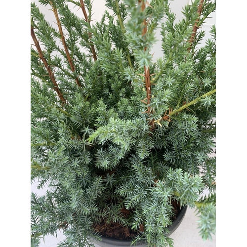 75 - TWO JUNIPERUS CHINENSIS BLUE ALPS IN C8 POTS 110CM TALL + VAT TO BE SOLD FOR THE TWO