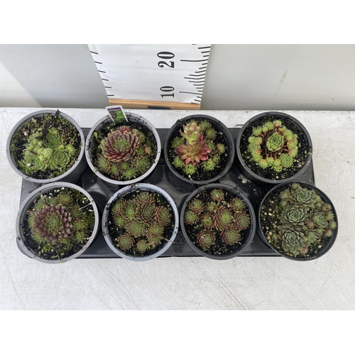 76 - EIGHT MIXED SEMPERVIVUM + VAT TO BE SOLD FOR THE EIGHT