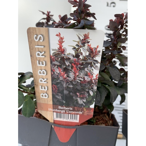 77 - FOUR ASSORTED BERBERIS THUNBERGII IN 2 LTR POTS + VAT TO BE SOLD FOR THE FOUR