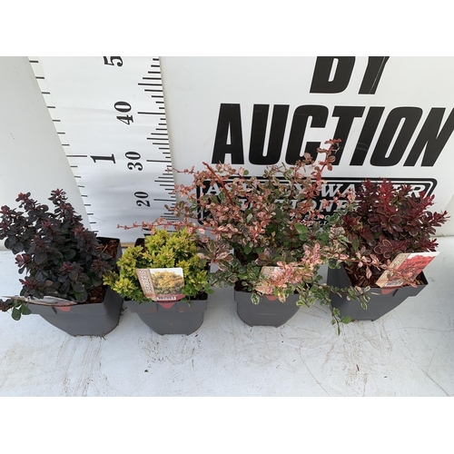 77 - FOUR ASSORTED BERBERIS THUNBERGII IN 2 LTR POTS + VAT TO BE SOLD FOR THE FOUR