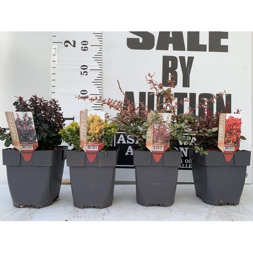 77 - FOUR ASSORTED BERBERIS THUNBERGII IN 2 LTR POTS + VAT TO BE SOLD FOR THE FOUR