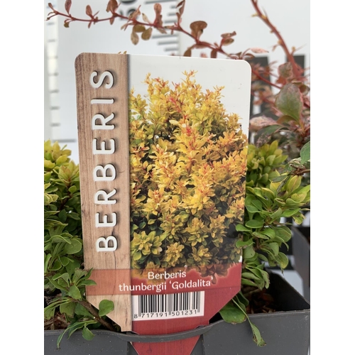 77 - FOUR ASSORTED BERBERIS THUNBERGII IN 2 LTR POTS + VAT TO BE SOLD FOR THE FOUR