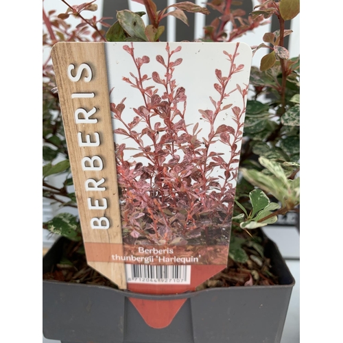 77 - FOUR ASSORTED BERBERIS THUNBERGII IN 2 LTR POTS + VAT TO BE SOLD FOR THE FOUR