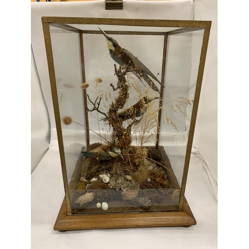 2 - A VINTAGE TAXIDERMY MODEL OF THREE BEE-EATERS IN GLASS DISPLAY CASE WITH OAK BASE